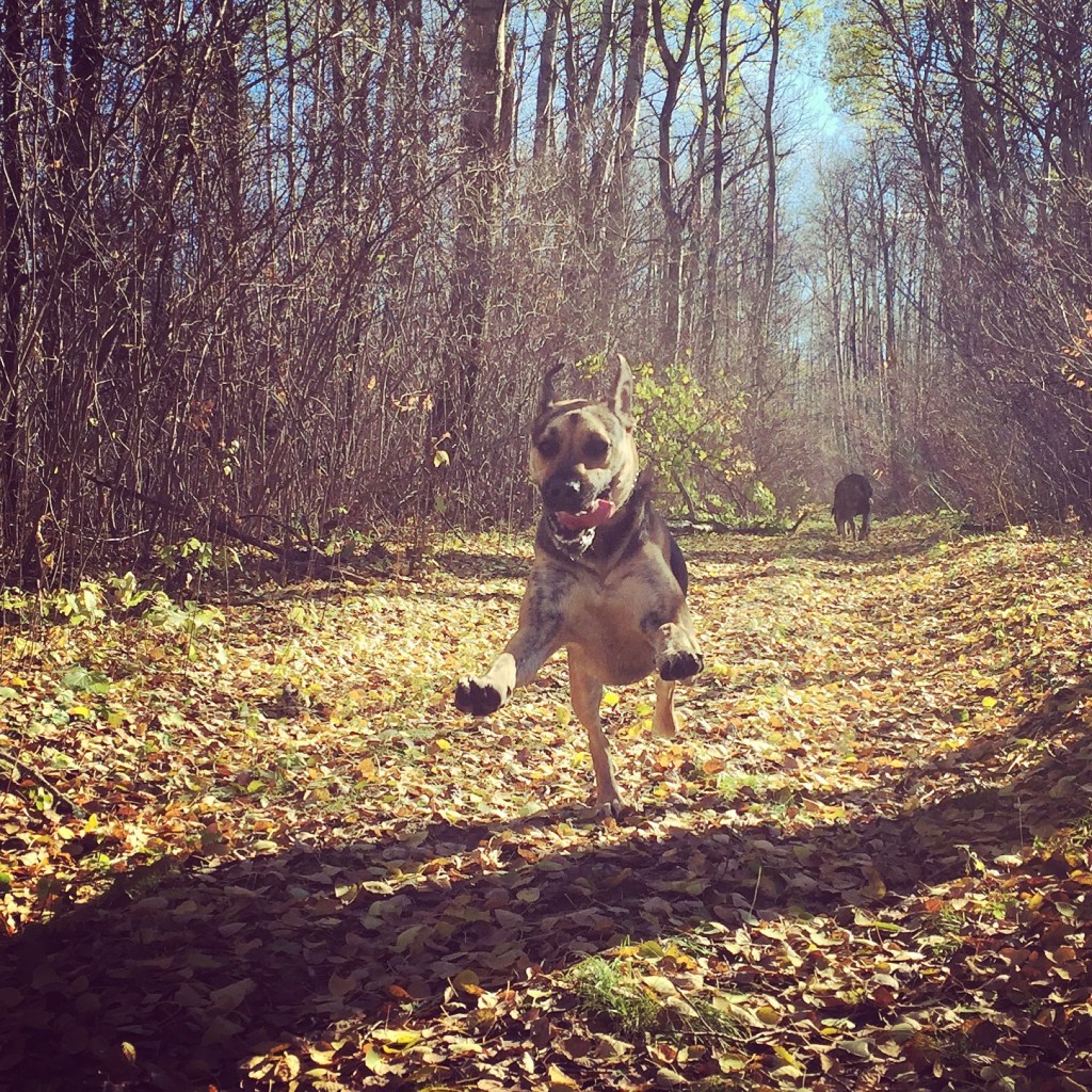 Opting on Adopting: Our Rescue Dog&nbsp;Ellie